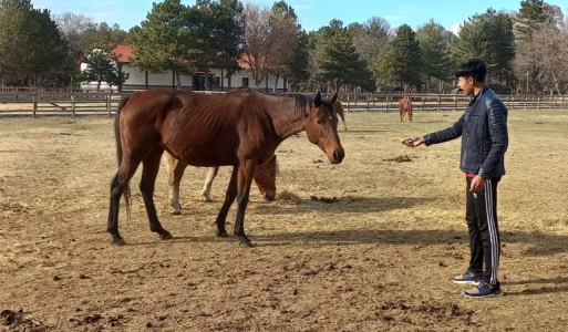 At Çiftliği Gezisi